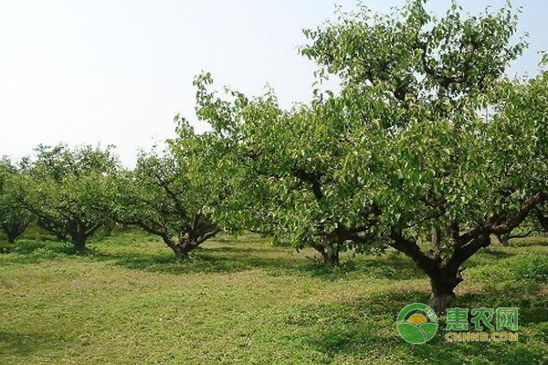 梨樹(shù)秋季怎么管理？秋季梨采摘完的管理措施！
