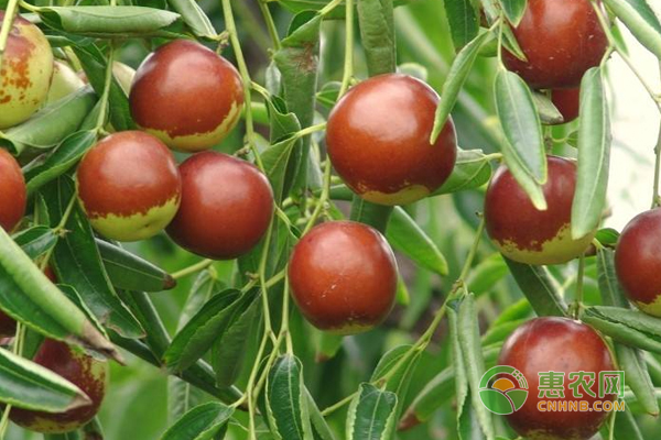 冬棗種植技巧：八招提高冬棗果面光潔度的方法