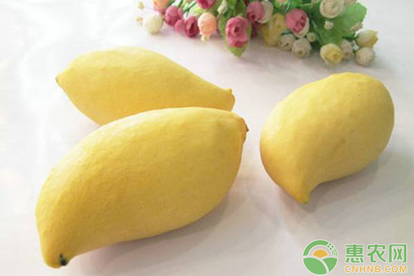 芒果高產(chǎn)種植技術(shù)要點