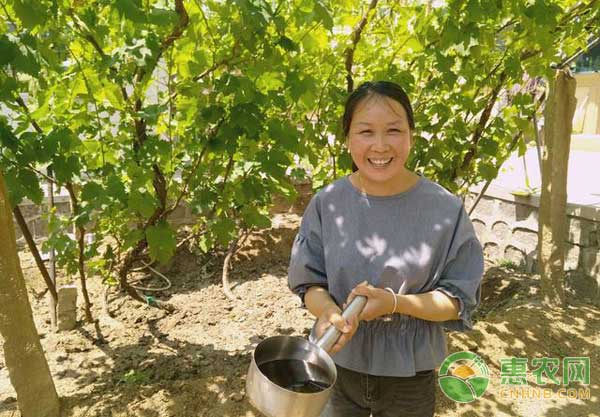 農(nóng)家小院如何栽培葡萄？農(nóng)家小院栽培葡萄的方法