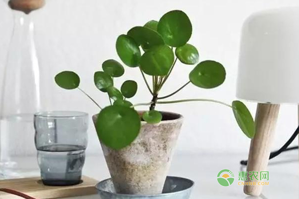 秋季怎么養(yǎng)花？秋季養(yǎng)花6大技巧!