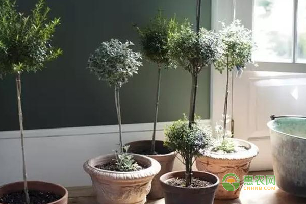 秋季養(yǎng)花6大技巧
