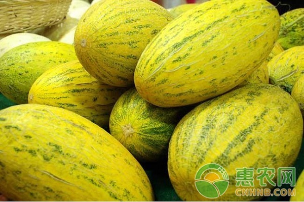 哈密瓜死苗、裂瓜怎么辦？哈密瓜死苗、裂瓜癥狀及防治措施