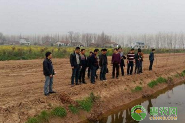 龙虾这样养殖第一年就能赚5万多-图片版权归惠农网所有