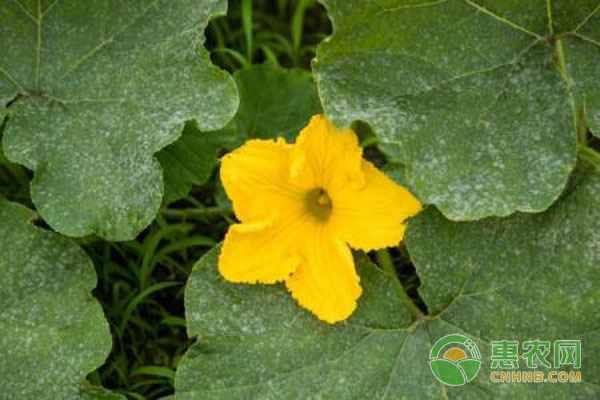 如何避免黃瓜頂端開(kāi)花，黃瓜頂端開(kāi)花處理措施