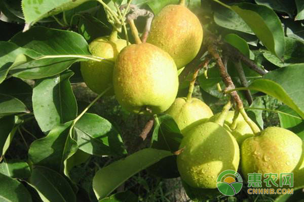 果樹種植技巧：膨果期果樹管理措施