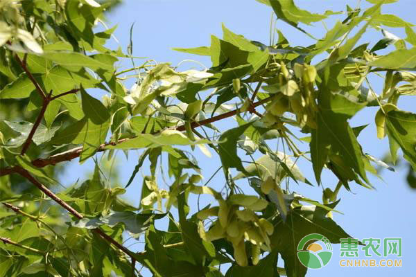 果樹種植技巧：膨果期果樹管理措施