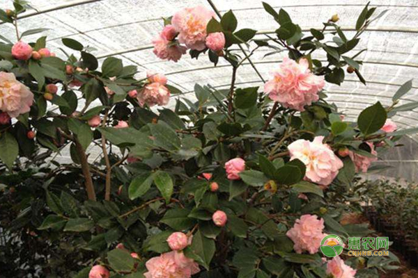 盆栽茶花嫁接當(dāng)年穗條生長15～40cm成活率高