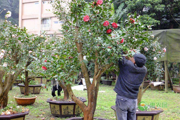 盆栽茶花怎么嫁接？盆栽茶花嫁接方法