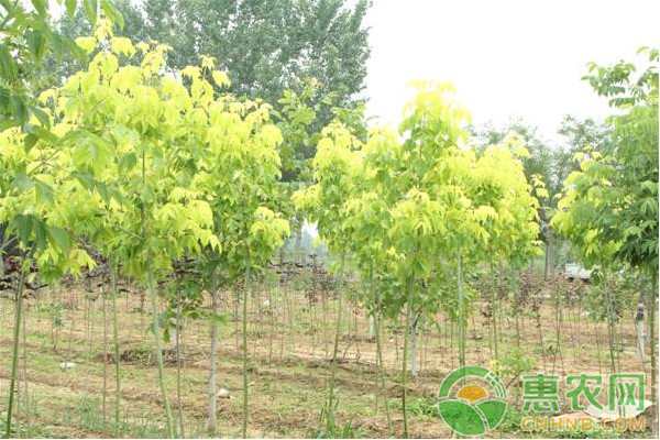 影響苗木嫁接成活的因素及提高嫁接成活率的措施