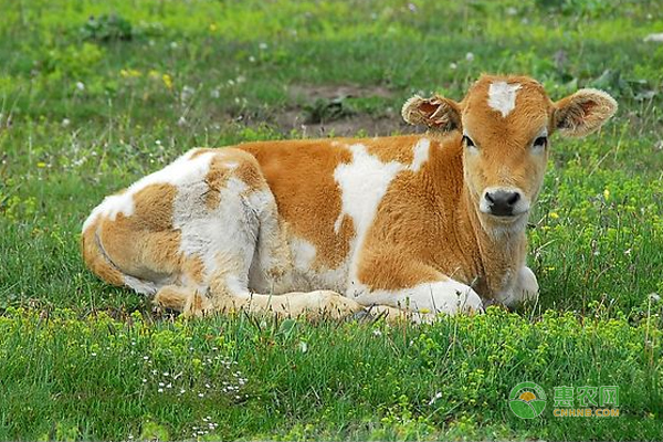 小牛犢如何養(yǎng)殖？養(yǎng)好小牛犢的五個步驟