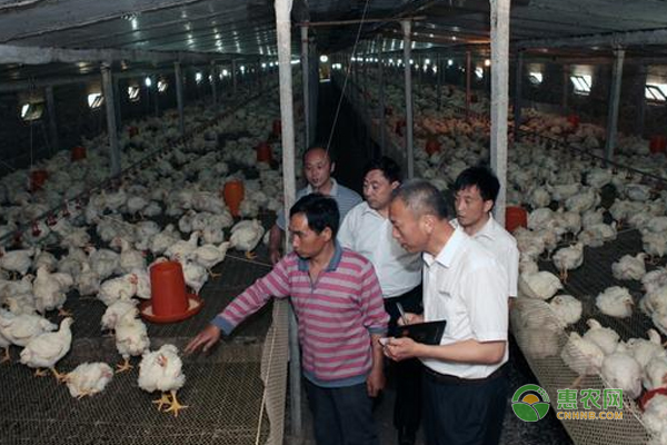 肉雞如何提高采食量？5個(gè)小妙招保證您養(yǎng)的肉雞采食量增加！