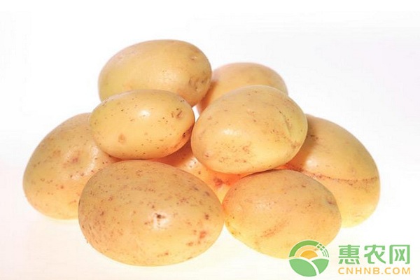 馬鈴薯地膜覆蓋高產(chǎn)種植技術(shù)介紹