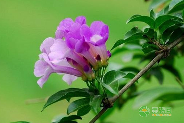 蒜香藤的栽培技術