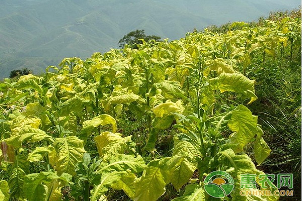 優(yōu)質(zhì)烤煙栽培技術(shù)要點(diǎn)介紹