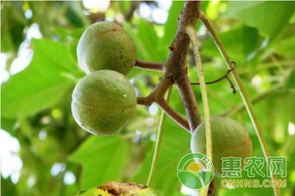 果樹葉面噴肥應注意什么？影響果樹葉面噴肥效果的原因及噴肥技巧