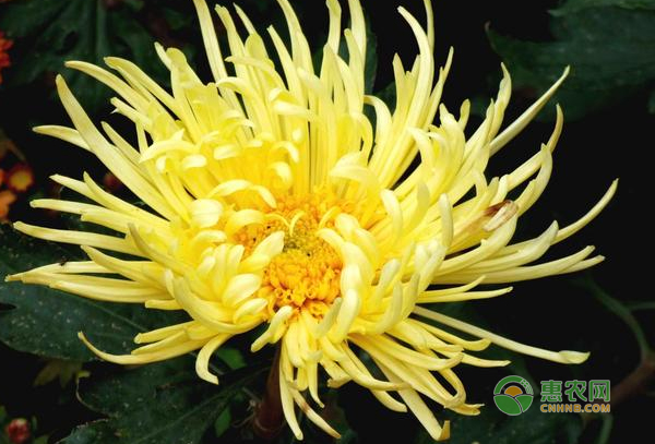 菊花，宜擺放在涼爽、陽光充足環(huán)境下