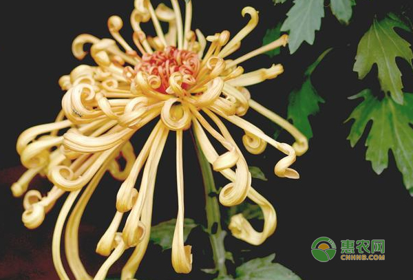 菊花種植的常見問題及應(yīng)對(duì)措施