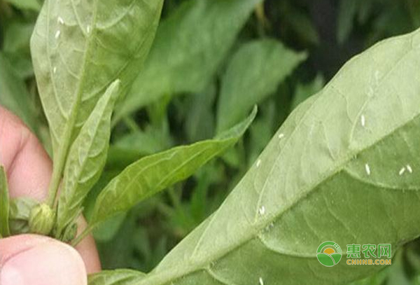 七招教您搞定害蟲白粉虱