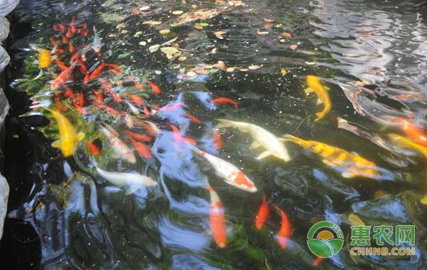 魚吃料時炸群的原因分析