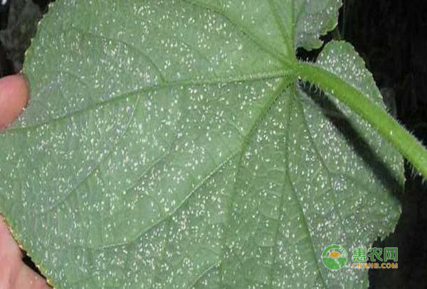 陽臺種菜福音，教您七招搞定害蟲白粉虱