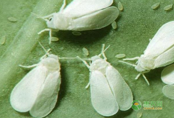 陽臺種菜技巧：七招教您搞定害蟲白粉虱！