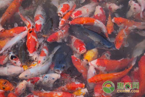 魚吃料時炸群的原因分析