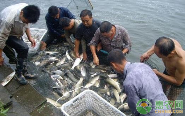 常用魚病防治技術(shù)