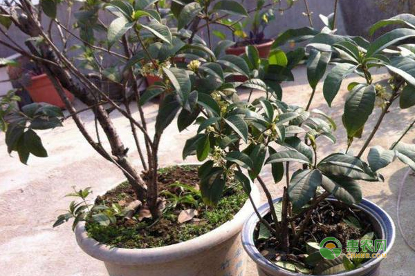 室內(nèi)的桂花盆栽這樣養(yǎng)，一年四季都能花開不斷