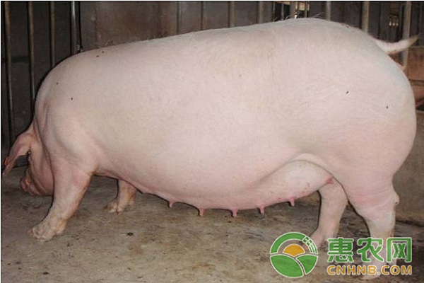 二元母猪如何养殖？二元母猪养殖技术要点介绍