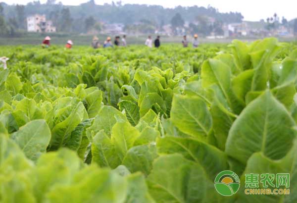 秋茬萵筍種植管理技術(shù)完整版