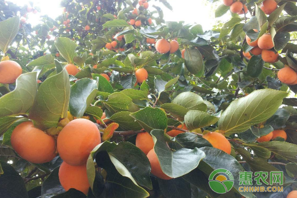 新品种连片种植230多亩 老区柿子小产业做出致富大文章-图片版权归惠农网所有