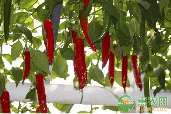 大棚辣椒落花落果怎么辦?大棚辣椒落花落果原因及防治措施