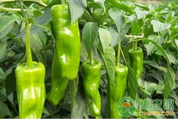 大棚辣椒落花落果怎么辦?大棚辣椒落花落果原因及防治措施