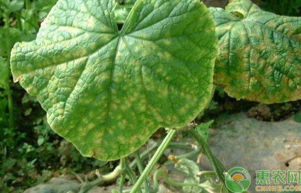 豆類(lèi)細(xì)菌性疫病 