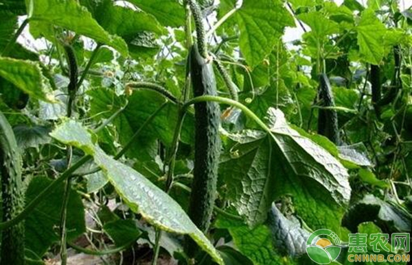黃瓜花打頂防治措施