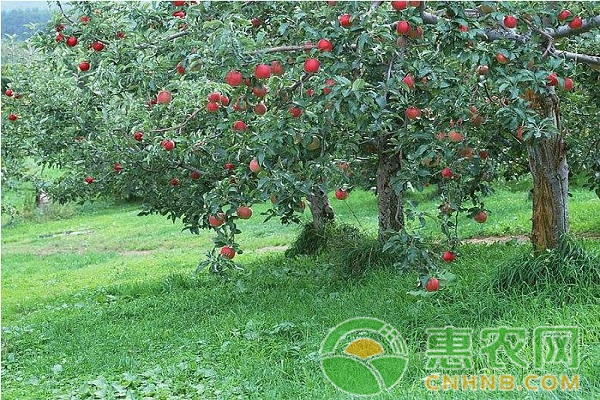 苹果树夏季怎么管理？苹果树夏季与采果后的管理措施介绍-图片版权归惠农网所有