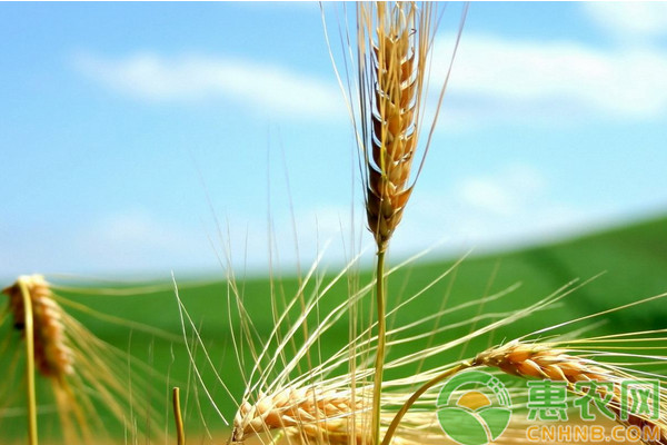小麥倒伏怎么辦？小麥倒伏原因及關(guān)鍵預(yù)防措施介紹