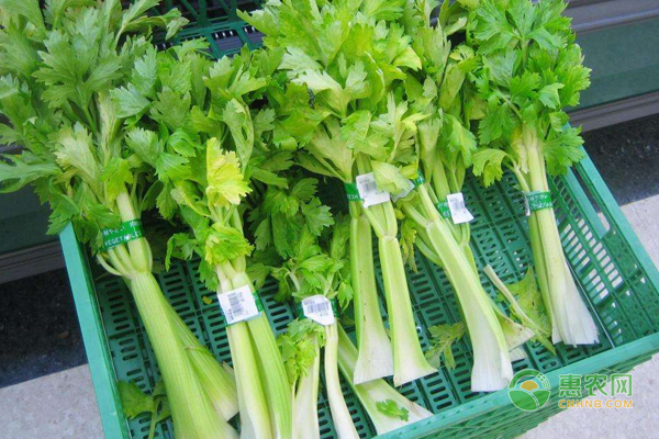 芹菜怎么种植？老农的芹菜种植经验和技巧！-图片版权归惠农网所有