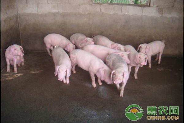 肉豬養(yǎng)殖要注意什么？肉豬<a href='http://www.iweekee.cn/t/11666.html' class='j-href' target='_blank'><span style='color:#FF8001'>養(yǎng)殖技術(shù)</span></a>要點介紹