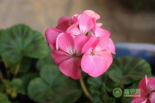 吊蘭·蘭花·天竺葵秋季養(yǎng)護(hù)方法