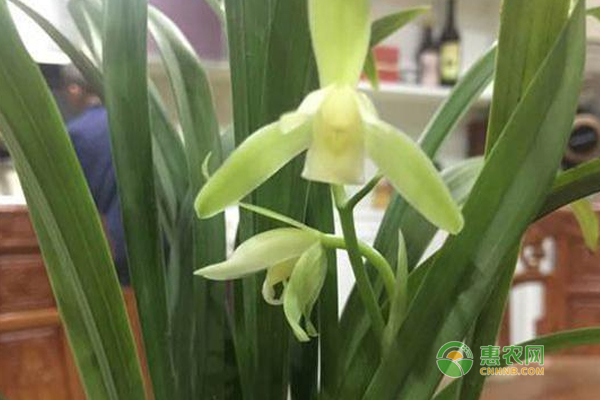 蘭花怎么養(yǎng)護？蘭花日常養(yǎng)護技巧！