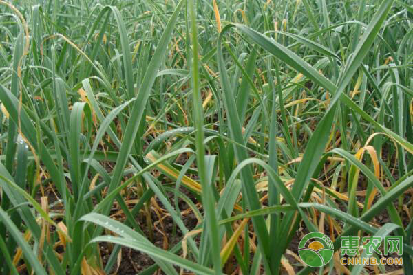 大蒜高產(chǎn)種植技術(shù)：畸形蒜預防措施