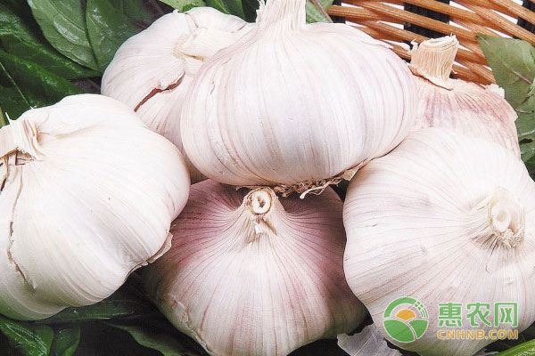 大蒜高產(chǎn)種植技術(shù)：畸形蒜預防措施