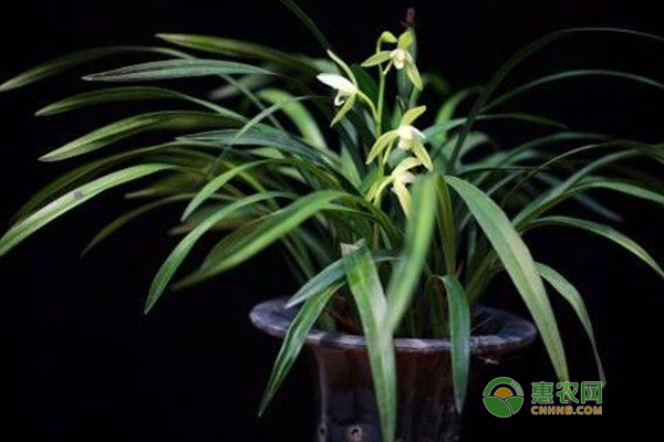 吊蘭、蘭花、天竺葵，秋季養(yǎng)護(hù)，舉一反三