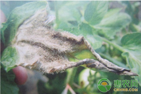 番茄灰霉病怎么防治？番茄灰霉病防治措施介紹