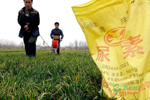 這幾點(diǎn)是小麥畝產(chǎn)1500的重要保障