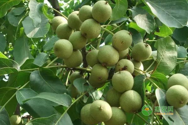 核桃樹(shù)怎么修剪？核桃?guī)~修剪方法