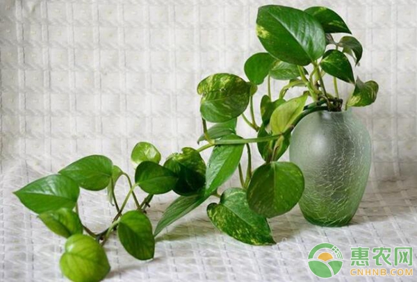 綠植黃葉