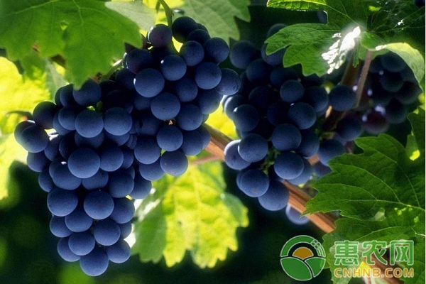 關(guān)于葡萄種植過程中的幾個(gè)常見問題及解決辦法介紹